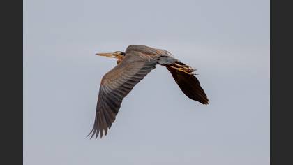Purple Heron