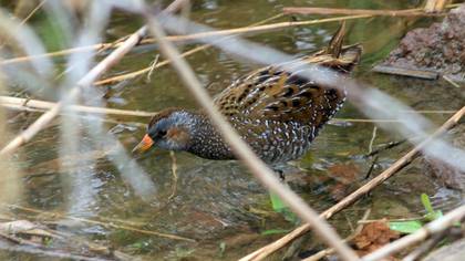 Spotted Crake