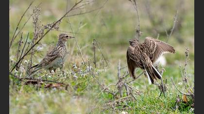 Eurasian Skylark