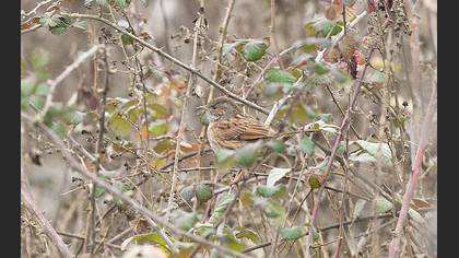 Dunnock