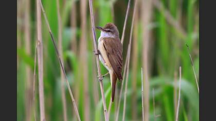 Great Reed Warbler