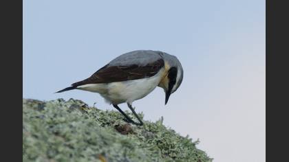 Northern Wheatear