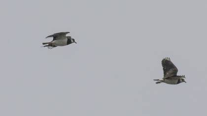 Northern Lapwing