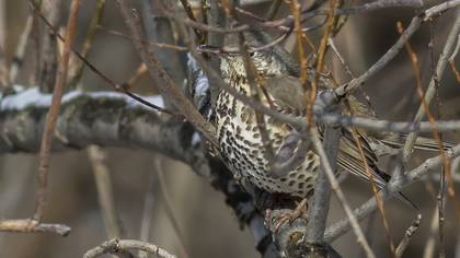 Mistle Thrush