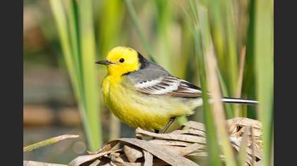 Citrine Wagtail