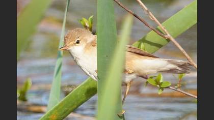 Common Reed Warbler