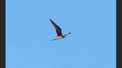 Collared Pratincole