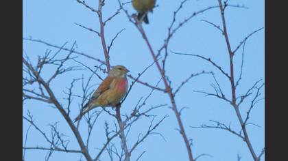 Common Linnet