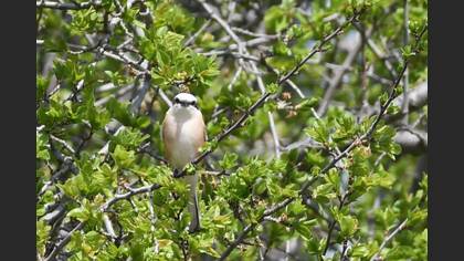 Masked Shrike