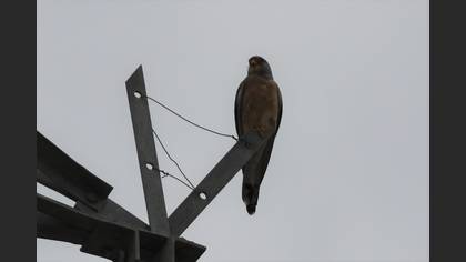 Lesser Kestrel