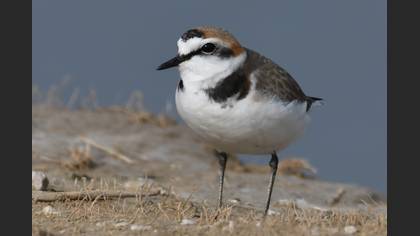 Kentish Plover