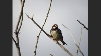 Spanish Sparrow