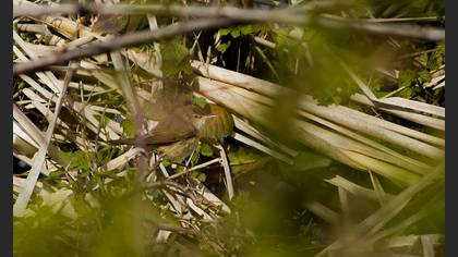 Common Reed Warbler