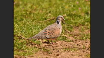 European Turtle Dove