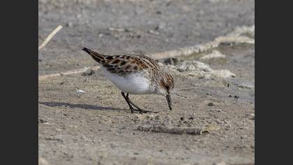 Little Stint