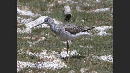 Common Greenshank