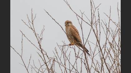 Common Kestrel