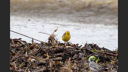 Citrine Wagtail