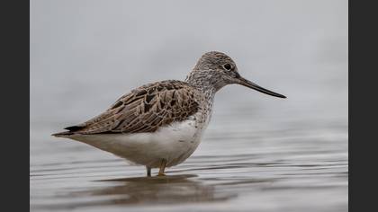 Common Greenshank