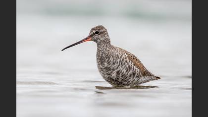 Spotted Redshank