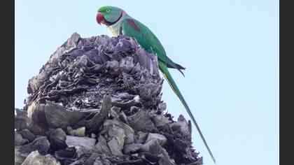 Alexandrine Parakeet