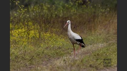 White Stork