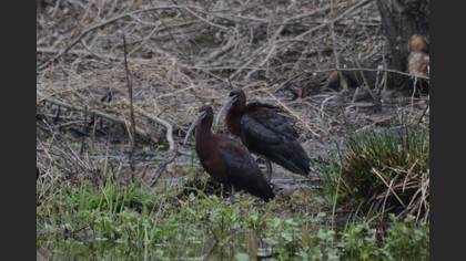 Glossy Ibis