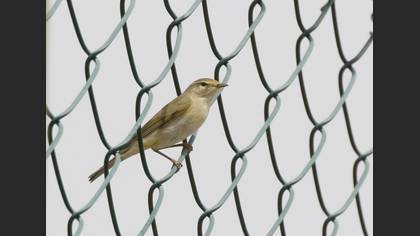 Willow Warbler