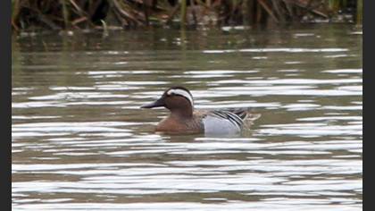 Garganey