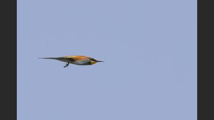 European Bee-eater
