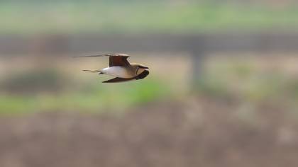 Collared Pratincole