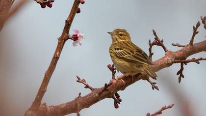 Tree Pipit