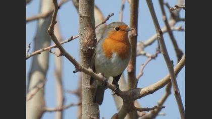 European Robin