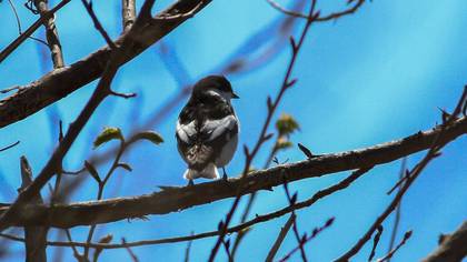 Semicollared Flycatcher