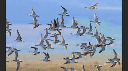Marsh Sandpiper