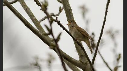 Common Nightingale