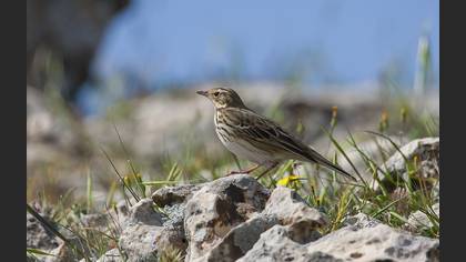 Tree Pipit
