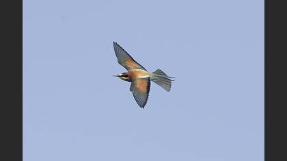 European Bee-eater