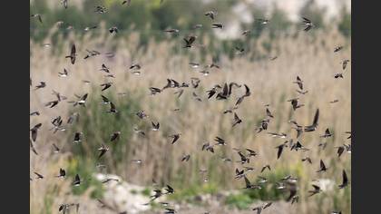 Sand Martin
