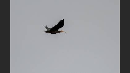 Northern Bald Ibis