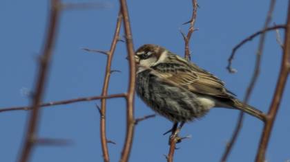 Spanish Sparrow