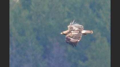 Eastern Imperial Eagle