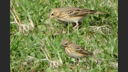 Tree Pipit