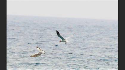 Caspian Tern