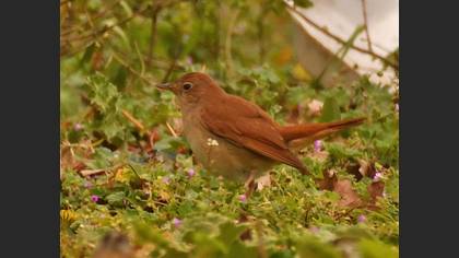 Common Nightingale