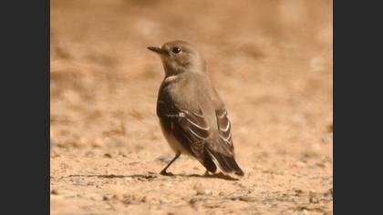Red-breasted Flycatcher