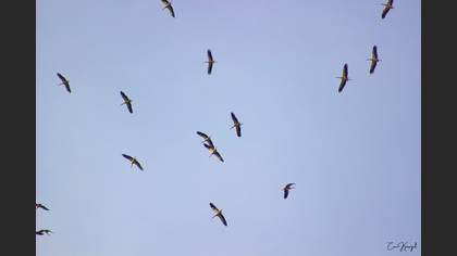 White Stork