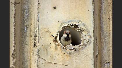 House Sparrow