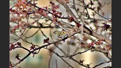 Eurasian Siskin