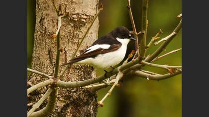 Semicollared Flycatcher